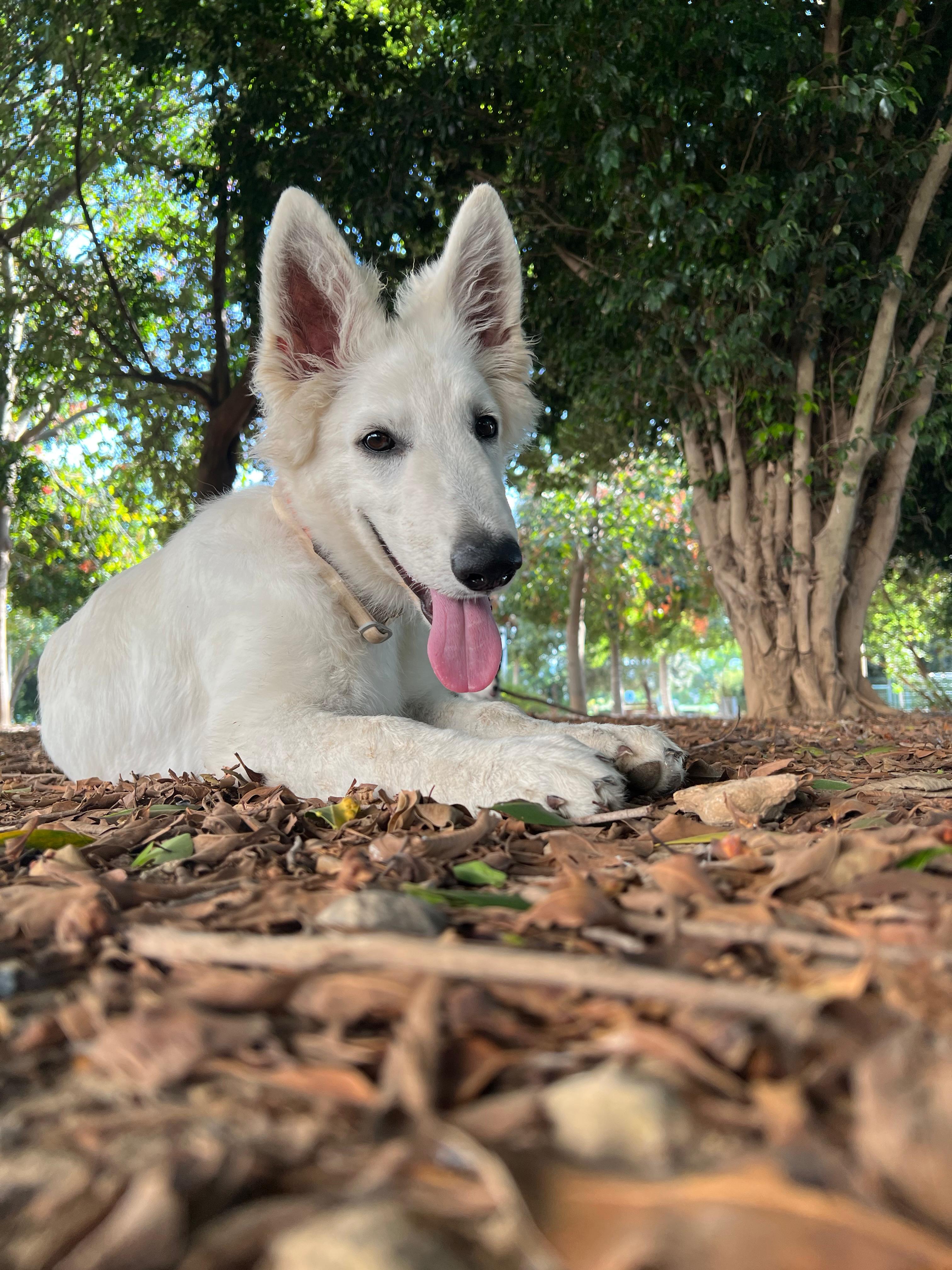 Entrenamiento con Border Collie en el campo
