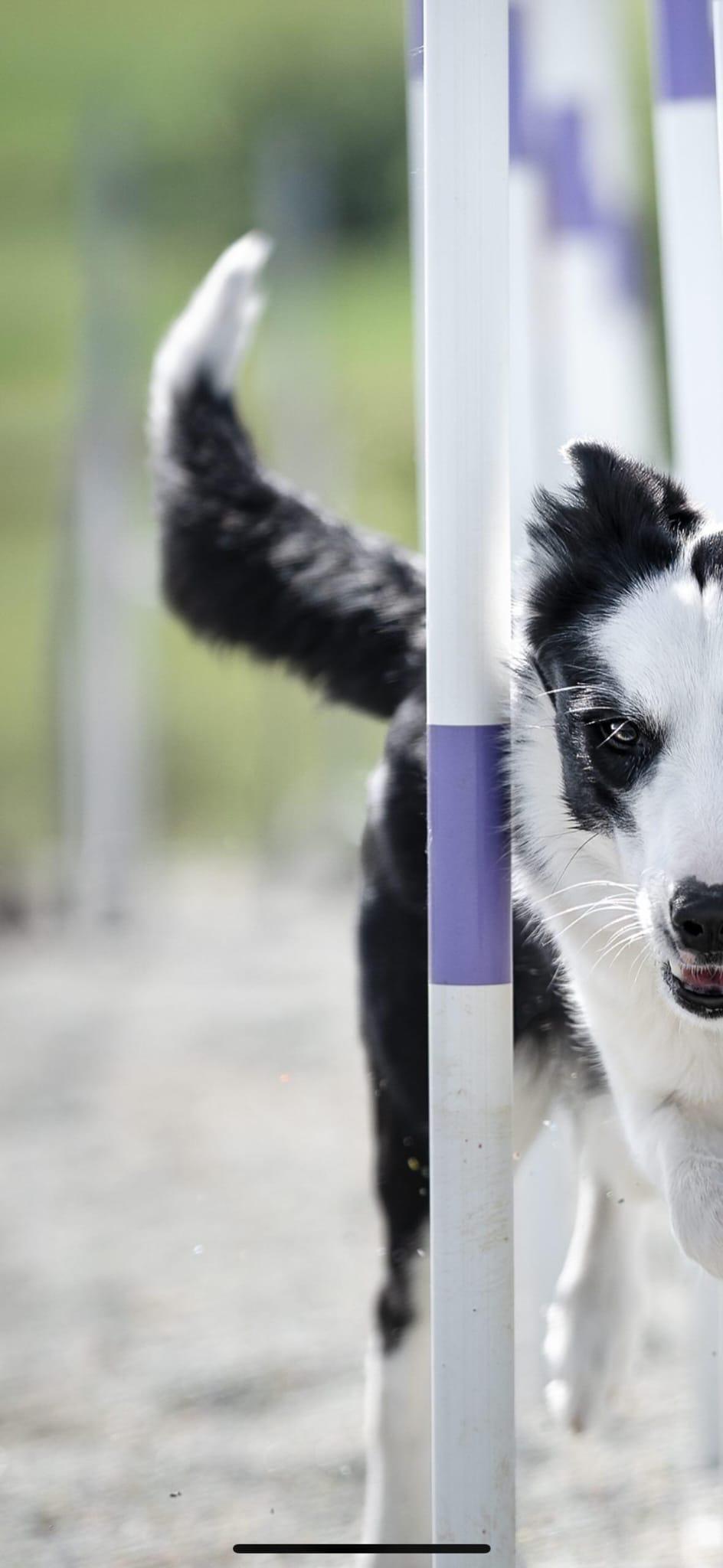 Dueño con su perro durante sesión de adiestramiento